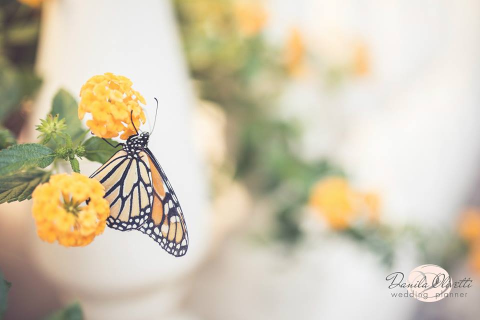 crystal-wedding-location-cerimonia-rito-simbolico-farfalla